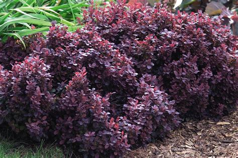 Concorde Barberry - Plant Library - Pahl's Market - Apple Valley, MN