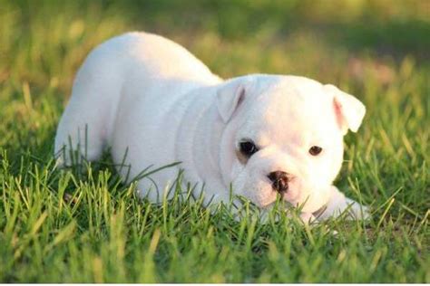 Cute White Bulldog Puppy | [#] Lunawsome