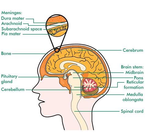 The central nervous system - Irish Brain Tumour Support