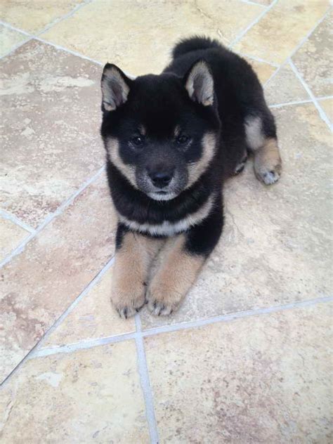 Black Shiba Inu Puppies | PETSIDI