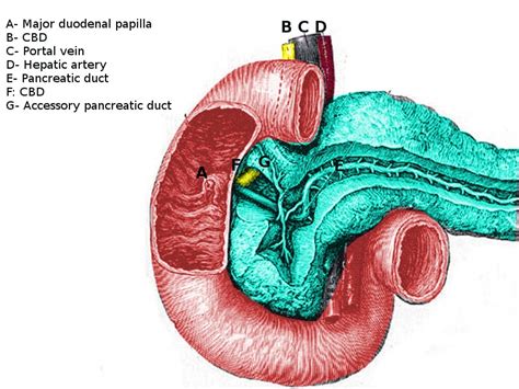 [Figure, Duodenum anatomy Image courtesy S Bhimji MD] - StatPearls - NCBI Bookshelf