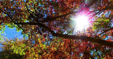 Adelaide, Autumn and the Mount Lofty Botanic Gardens - Australia by Red ...