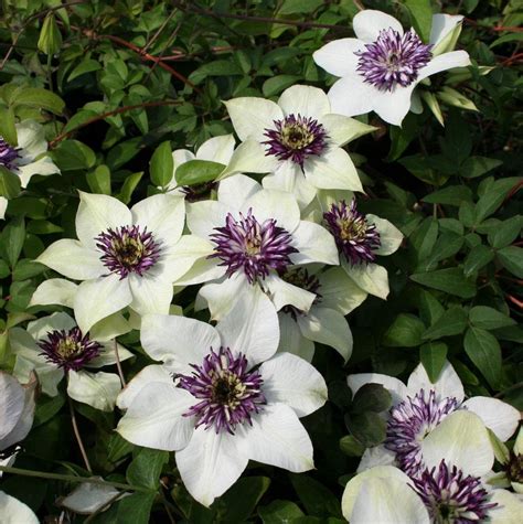 20cm Clematis hybrid florida sieboldii (With images) | Clematis, Beach gardens, Garden