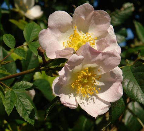 DSC29882 | Briar rose, Rose, Flowers