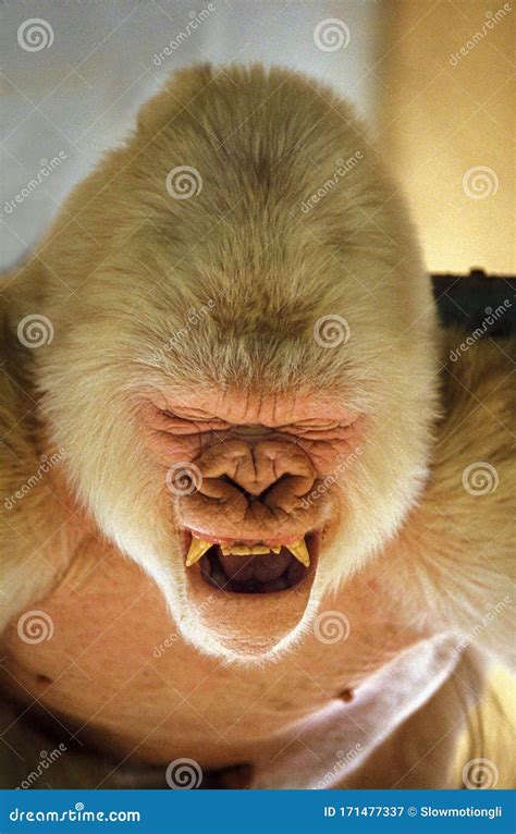 GORILLE ALBINOS Gorilla Gorilla Stock Image - Image of male, captivity: 171477337