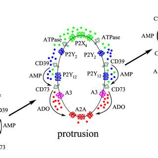 Schematic picture illustrating the main stages of the autocrine ...