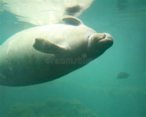 Manatee stock image. Image of wildlife, nature, tropical - 196893