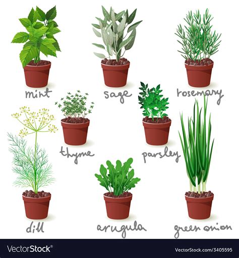 Herbs in pots Royalty Free Vector Image - VectorStock