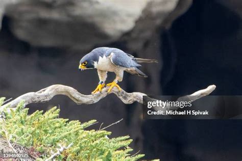 978 Peregrine Falcon Hunting Stock Photos, High-Res Pictures, and Images - Getty Images