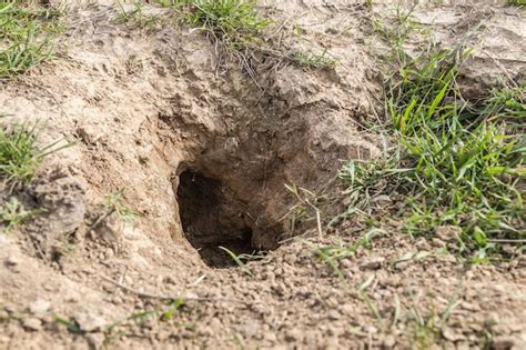 Premium Photo | Gopher burrow in nature closeup