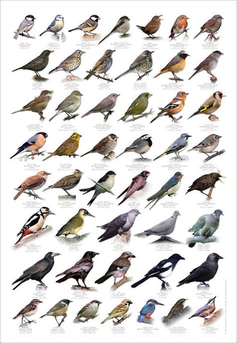 british finches identification - Google Search | Bird identification ...