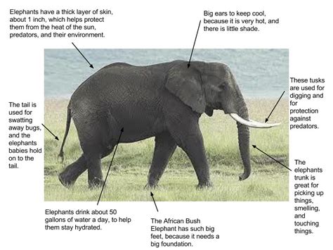 Adaptations - Ecology of the African bush elephant