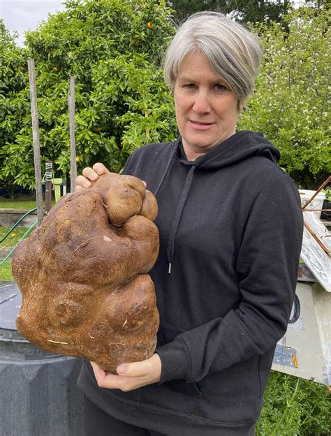 A spud named Doug could be the world's largest potato : NPR