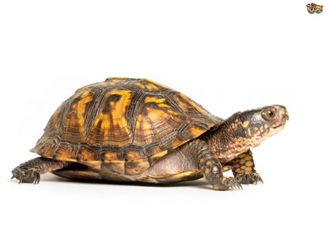 Turtles that live on land | Pets4Homes