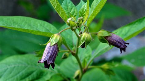 Deadly Nightshade (Atropa belladonna) - Woodland Trust