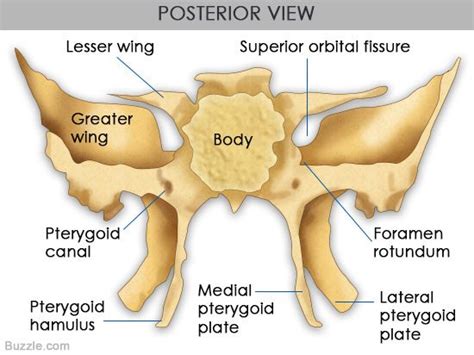 sphenoid bone (posterior view) | Medical anatomy, Sphenoid bone, Human ...