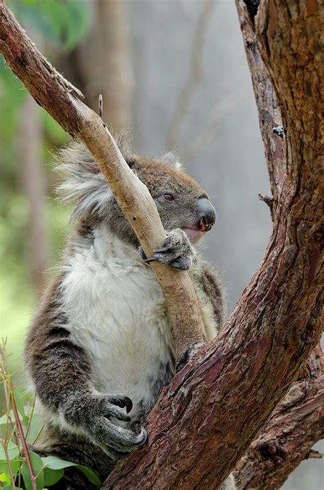 Australia, Perth, Yanchep National Park Photograph by Cindy Miller Hopkins - Fine Art America