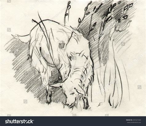 Ilustrasi Stok Goat Eating Grass Pencil Drawing 297221444 | Shutterstock