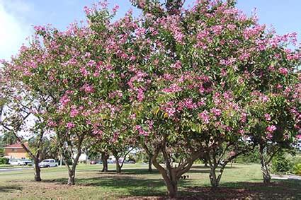 Bunga kupu-kupu (Bauhinia purpurea) - Tanaman Hias Lanskap