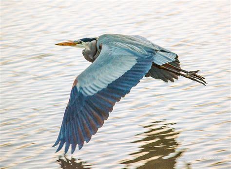 Great Blue Heron Taking Flight Photograph by Brian Tada - Fine Art America