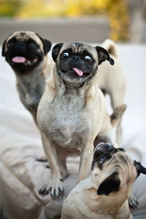 fortheloveofpug: crazy | Pugs funny, Cute pugs, Pugs