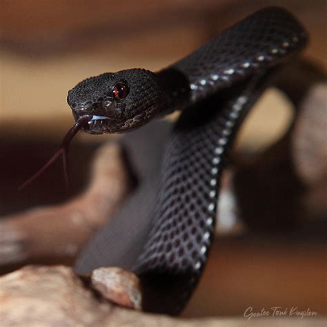 Mangrove Pit Viper (Trimeresurus purpureomaculatus) - Home of Toni Kingston