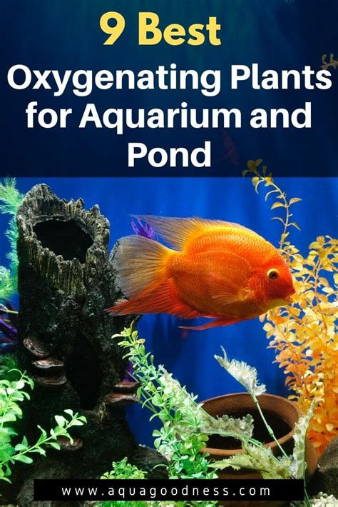 9 Best Oxygenating Plants for Aquarium (and Pond) - Aqua Goodness