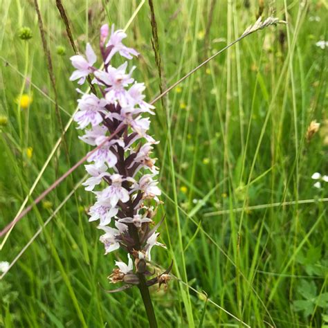 Bumblebee Identification Day — Great English Outdoors