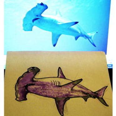 Hammerhead Shark Drawing Steps