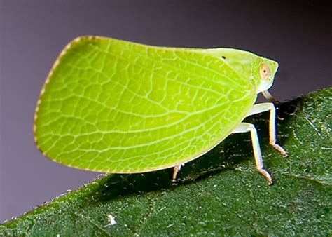 Green Leaf-like Planthopper - Acanalonia conica - BugGuide.Net