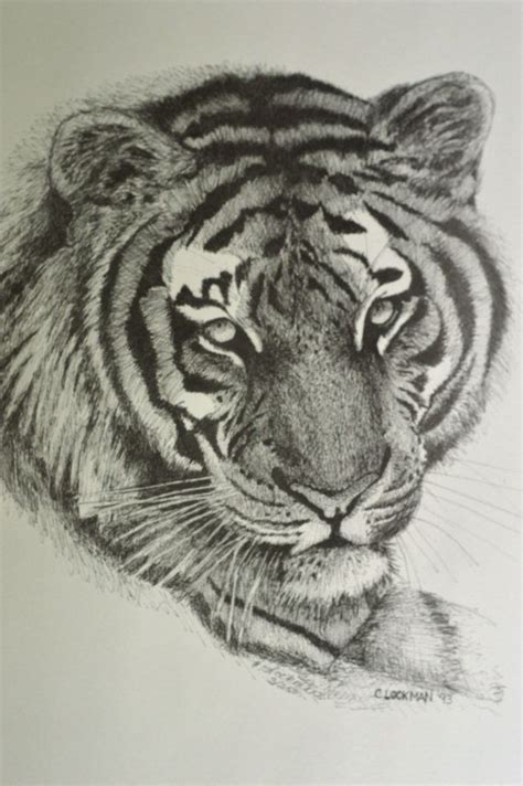 Pin by Kristen on Art | Pencil drawings of animals, Animal drawings, Tiger art