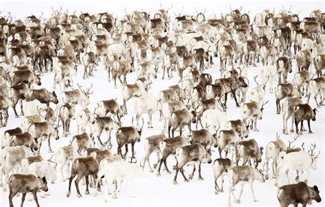 IN PICTURES: Incredible images of reindeer herding in northern Sweden