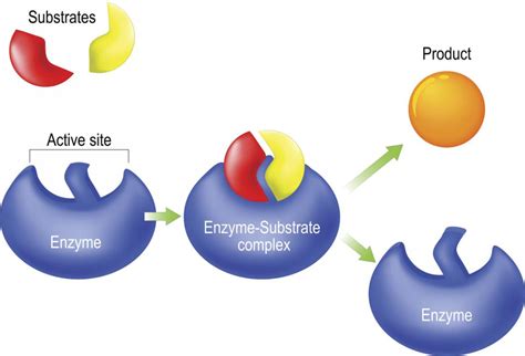 Enzymes | Definition, Classification & Functions