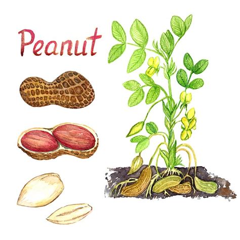 How to Grow Peanuts In or out of Containers