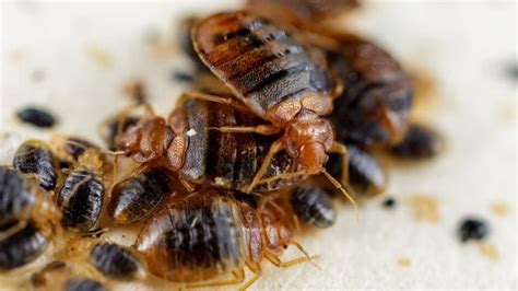 Bedbug Infestation And ITs Solution - Fumigaclean