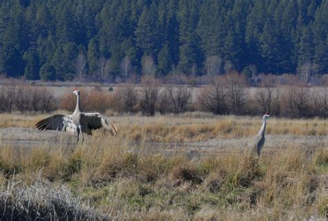 Butte Valley Wildlife Area - Discover Siskiyou