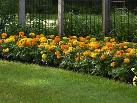 How to Plant and Grow Marigolds | HGTV