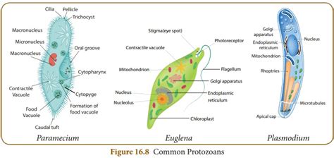 Protozoa - Microorganisms | Chapter 16 | 8th Science