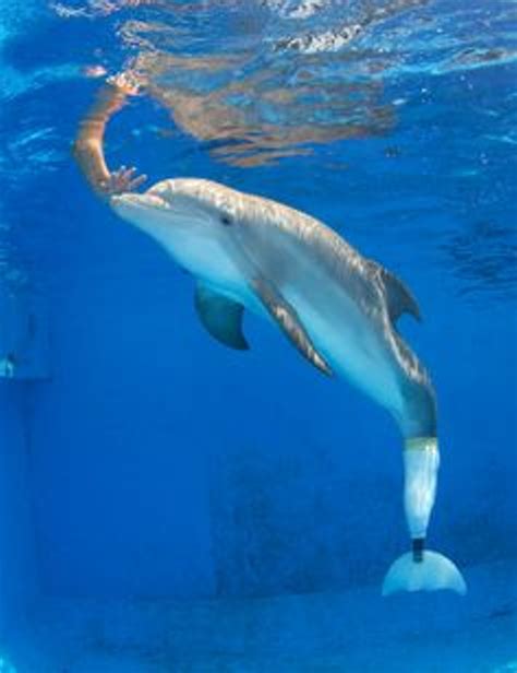 Winter The Dolphin Baby