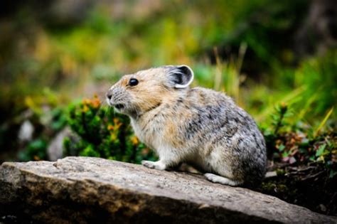 Alpine Animals - Above Tree Line In The Rocky Mountains - Jake's Nature ...