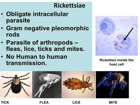 Rickettsial infection - online presentation