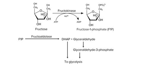 Disorders of Fructose Metabolism | Concise Medical Knowledge