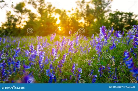 Forest Glade with Flowers at the Sunset Stock Image - Image of celestial, evening: 202741787