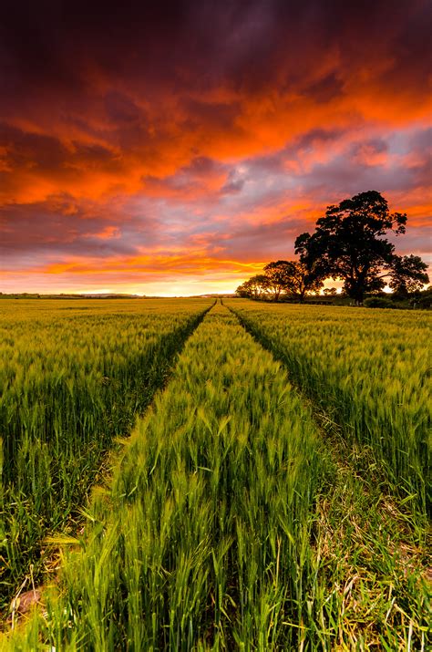 Panorama photography of crop field HD wallpaper | Wallpaper Flare