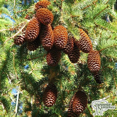 Buy Picea abies in the UK online from Jackson's Nurseries.