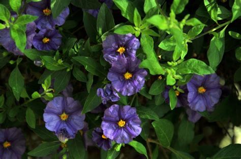 Purple Pansies Free Stock Photo - Public Domain Pictures