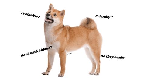 Shiba Inu Breed Info