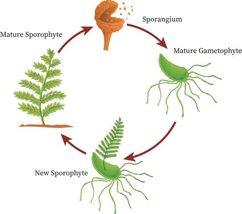 Pteridophytes Life Cycle