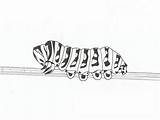 Printable Caterpillar Coloring Pages sketch template