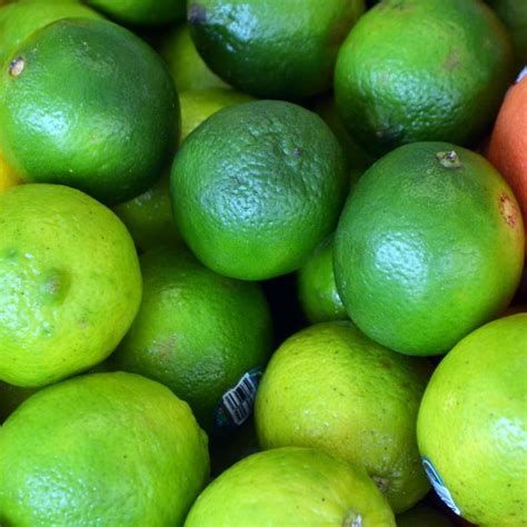 Citrus aurantifolia Key Lime | Garden Center Marketing